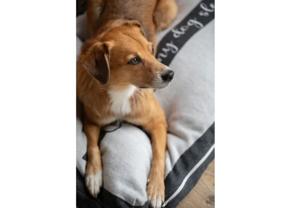 NOVA Hundekissen "Dackel home is..." (GRS) – Bild 3
