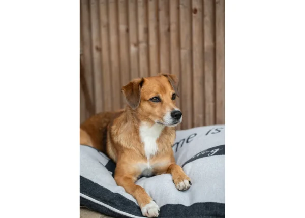 NOVA Hundekissen "Dackel home is..." (GRS) – Bild 4